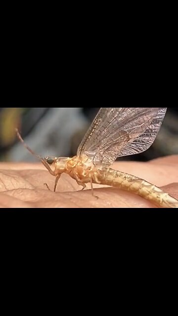 May Flies Stretch Their Arms Out