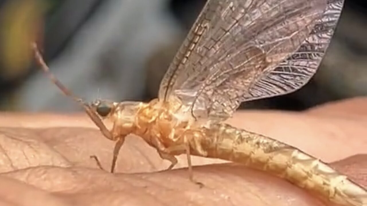 May Flies Stretch Their Arms Out