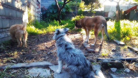 Tardecita con los perritos 07/01/2026