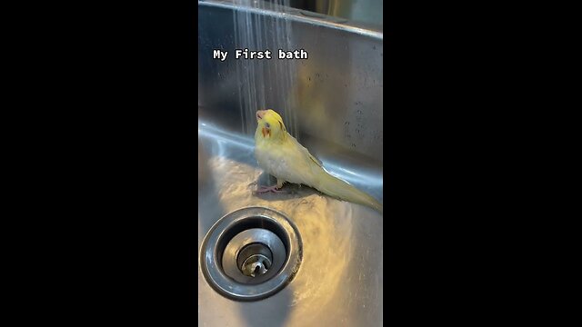 Top parrot moments!😍😂