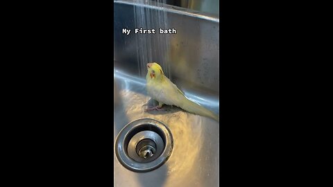 Top parrot moments!😍😂