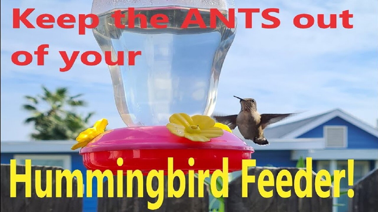 Keep the ANTS out of your hummingbird feeder! This is a quick one.Easy to make and works great.