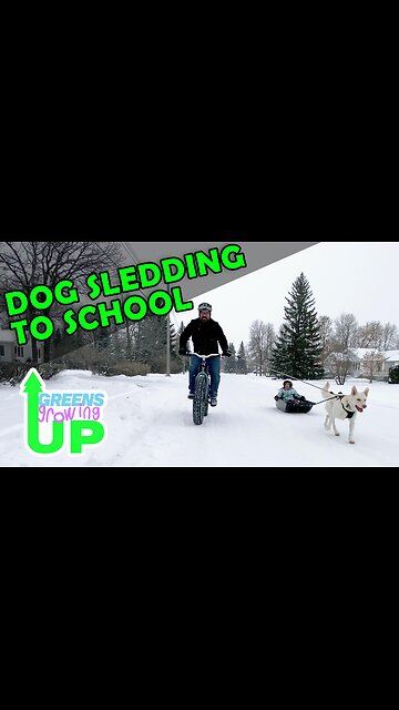 Dog Sledding to School! #Canada