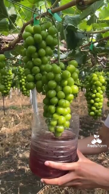 Grapes Are Being Injected Sprayed & Soaked In Chemicals
