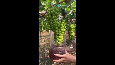 Grapes Are Being Injected Sprayed & Soaked In Chemicals