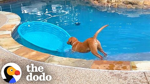 Labrador Can’t Stop Trying To Make Her Kiddie Pool Into A Boat | The Dodo