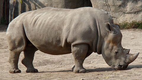 RHINO