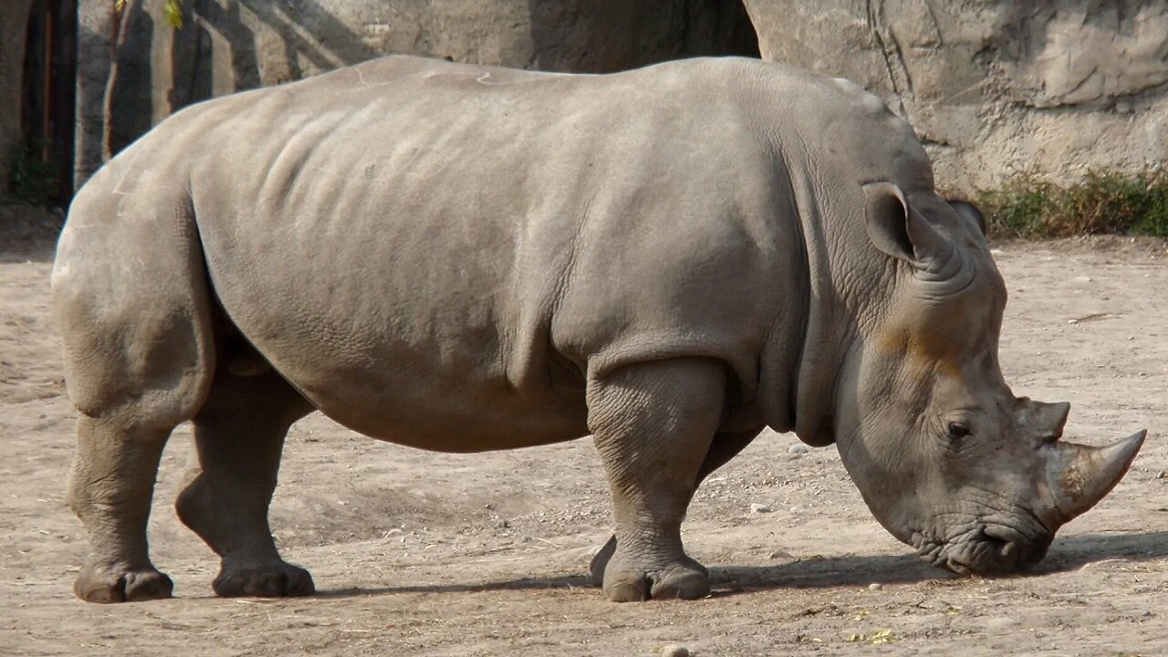 RHINO