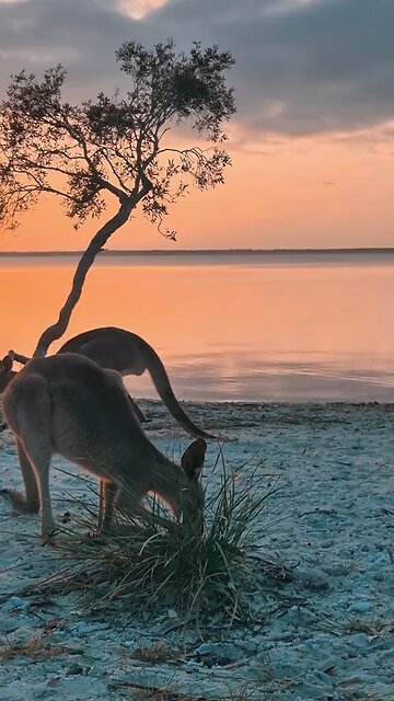 Kangaroos in Australia