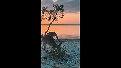 Kangaroos in Australia