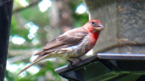 House Finch