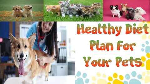 How to Design a Healthy Diet Plan For Your Pets
