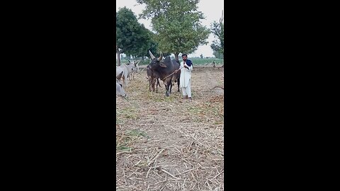 Wooden Mockery Egg Cow Prank Gone Wrong! Hilarious Wooden Mockery 😂 | Rumble Video"