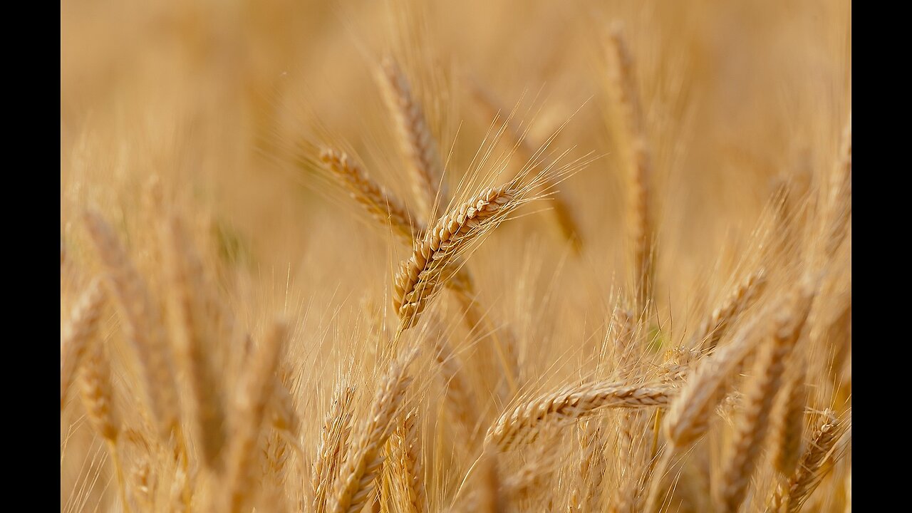Wheat Is Part of The Global Chess Game Preview