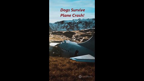 Tragic Plane Crash… But These Dogs Miraculously Survived! 😱🐾