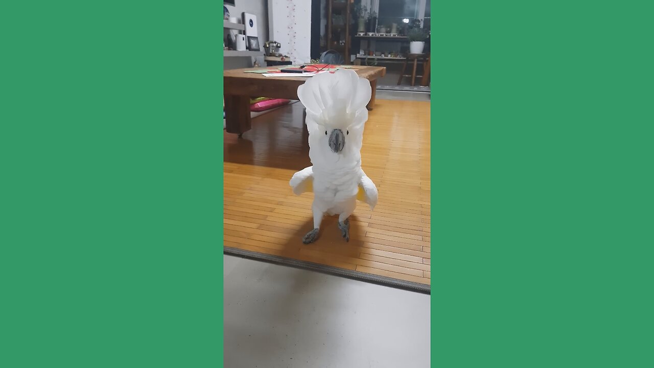 Naughty Parrot