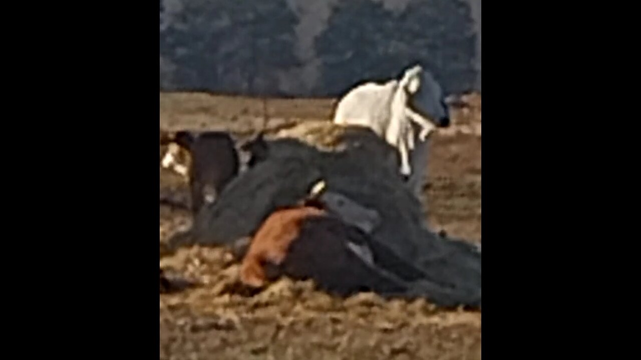 Jeff is down; day 2