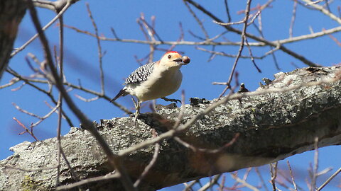 Red-bellied Woodpecker