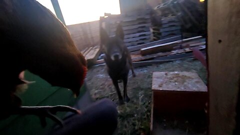 MOVING The Love Shack Ladies OUT! _ Evening Shuffle! // Whitt Acres