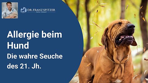 Allergie beim Hund! Das EINZIGE was du wirklich darüber wissen MUSST!
