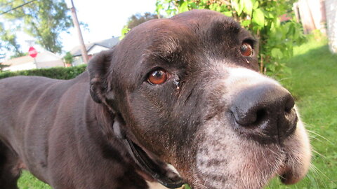 Just a quick live About Mia my Dog and her condition