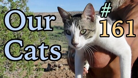 Our Cats #161 - Short Clip - Hiking With Cats | Cats Jump & Walk On Rocks Among Prickly Pears