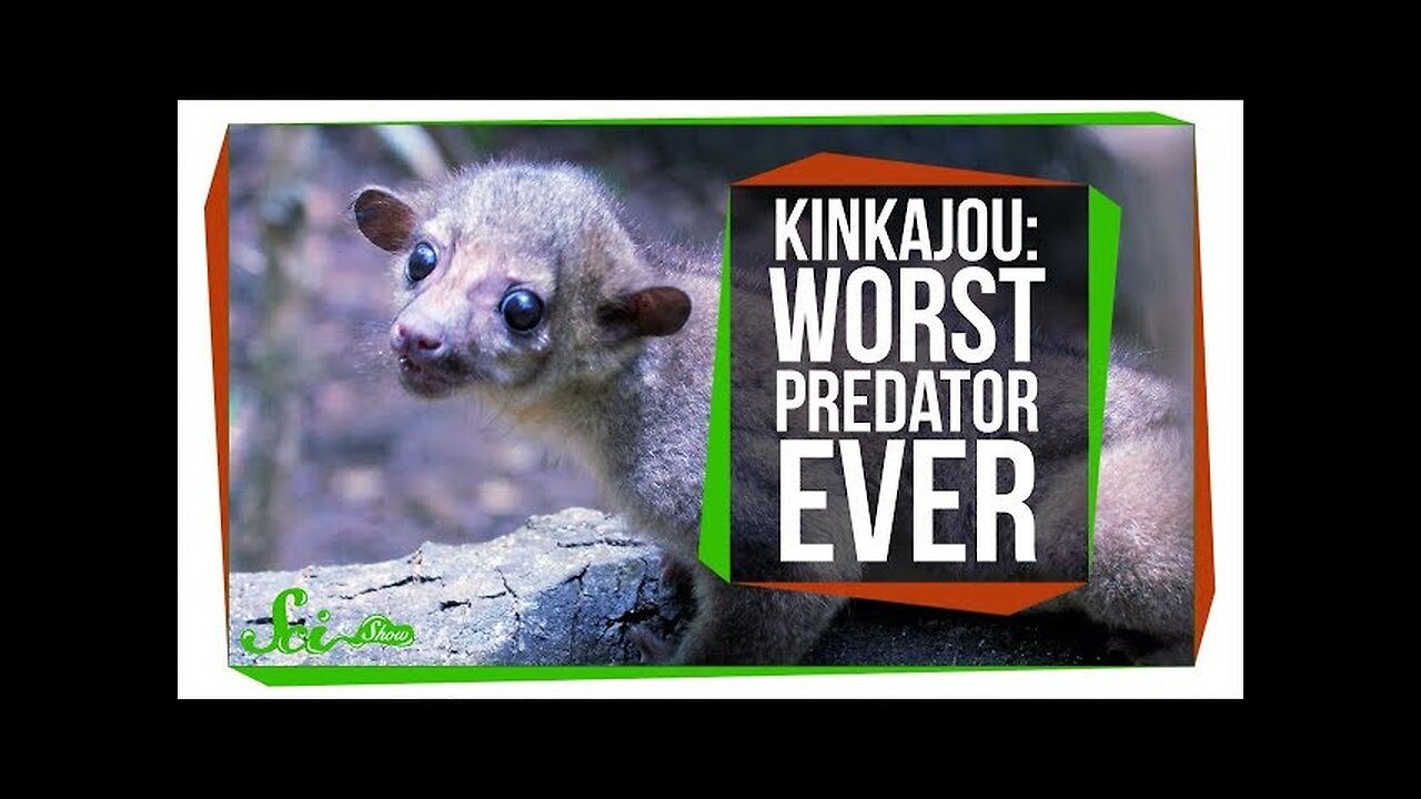 Meet the World's Worst Carnivore, the Kinkajou