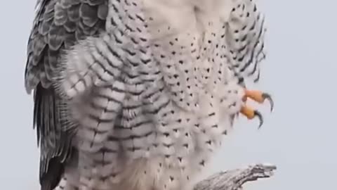 Peregrine falcon 😱