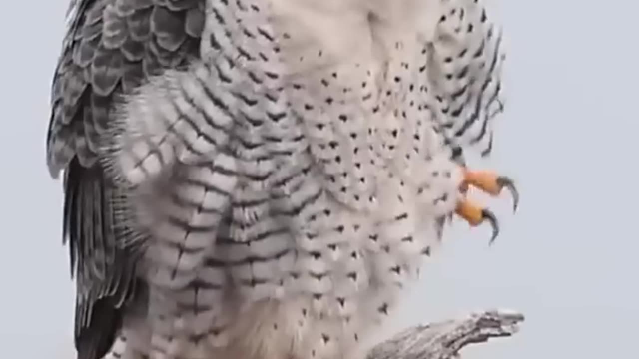 Peregrine falcon 😱