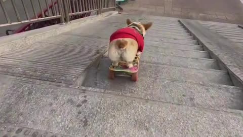 This Puppy Loves to Skate Down the Stairs