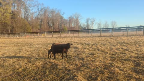 Adorable Little Chocolate Lamb Born This Morning – First-Time Mom! 🐑💖