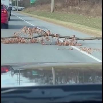 Hard Working Canadian Seen Crossing The Road