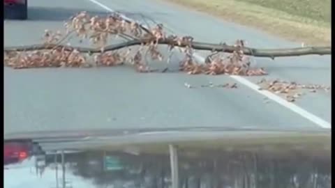 Hard Working Canadian Seen Crossing The Road