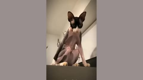 so-funny-funniest-cats-and-dogs-2025new-funny-animals-2025