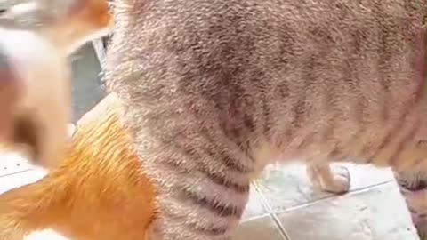 My Orange Cat Is STARVING and Throws a Tantrum on Camera 😂🍗 | Oyen Drama Mode Activated!”