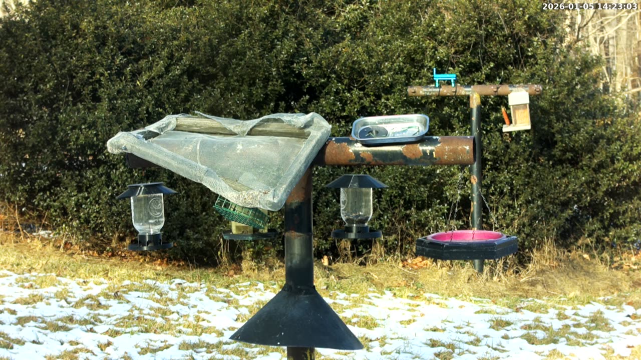 Bird Feeder in Western Maryland USA