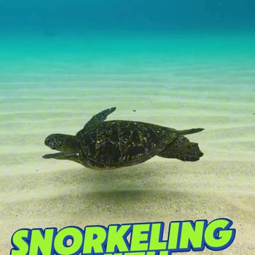 Snorkeling with Sea Turtles