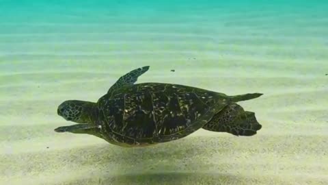 Snorkeling with Sea Turtles