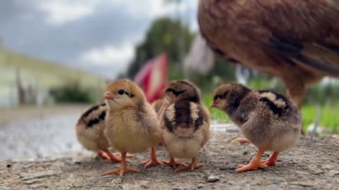 Joyful Chickens🐓 and Animal Farm Relaxing noises🦃For your Happiness 🥰