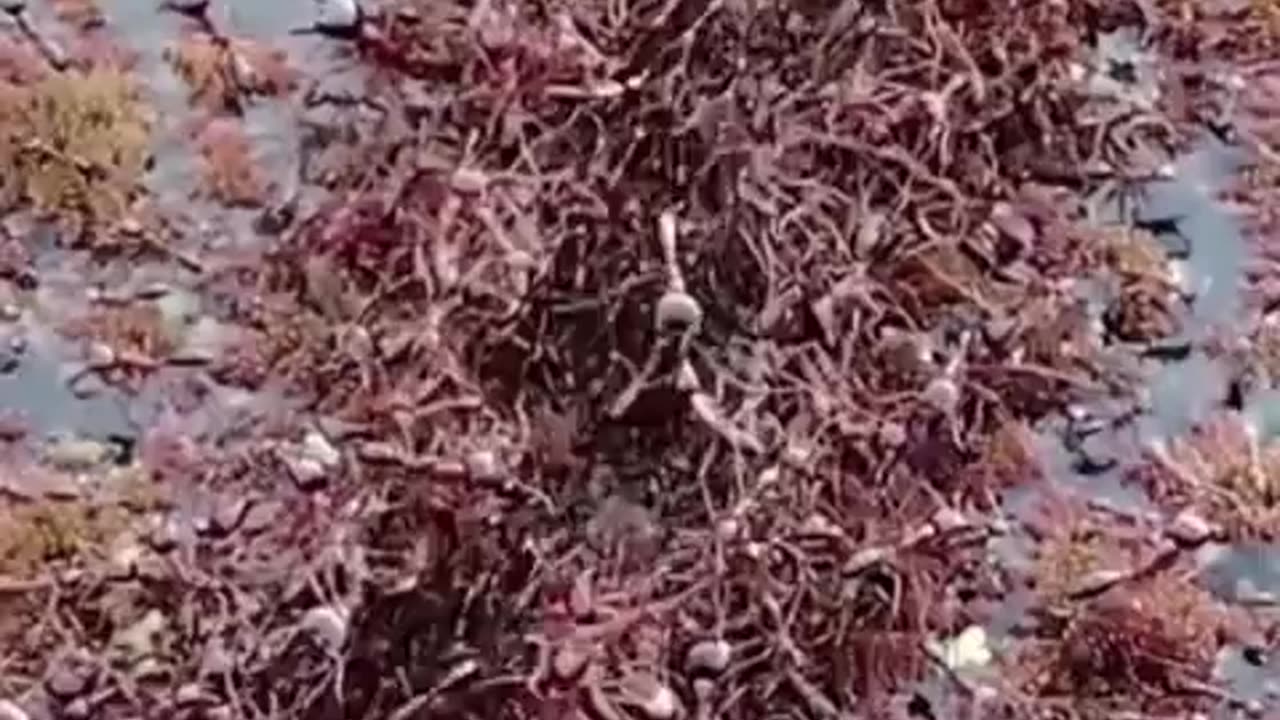 🤯🧪 Ants Build Bridges Using Their Own! Nature's Engineering Wonder | FeedMyCuriosity