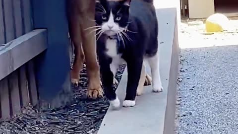 Cat Rejects Puppy Trying to Follow It