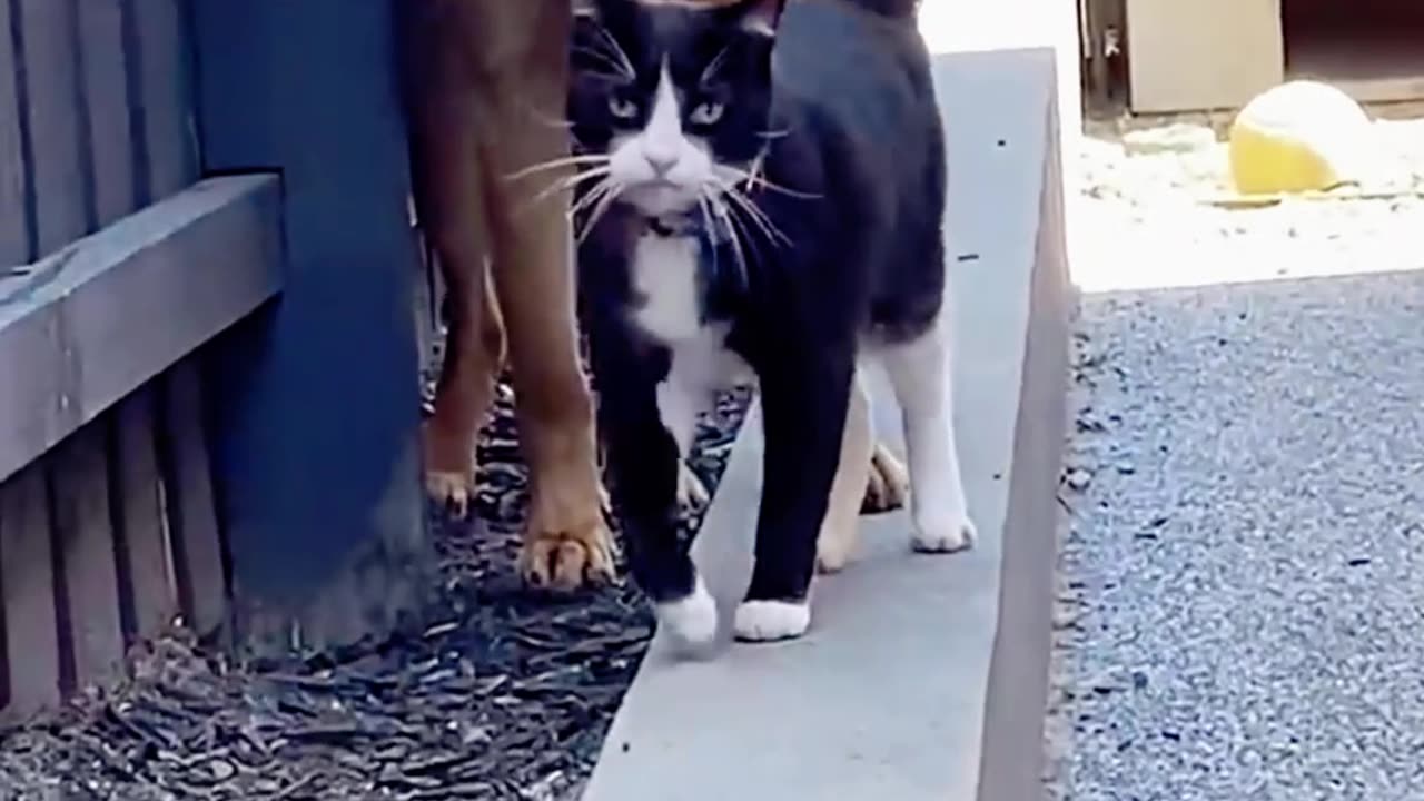 Cat Rejects Puppy Trying to Follow It