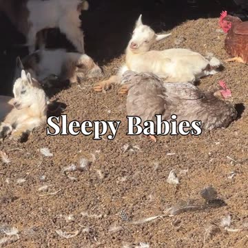 Sleepy Babies