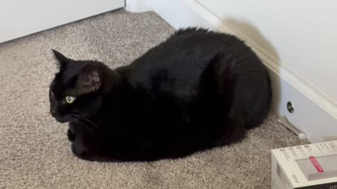 Cute Precious Piper Has a Perfect Loafing Technique - My Adopted Shelter Cat Vlog