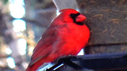 Cardinal