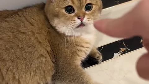 Adorable Clingy Cat Loves Its Human Too Much!😻💕