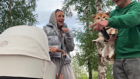 Spitting Shiba Ruins Cute Video