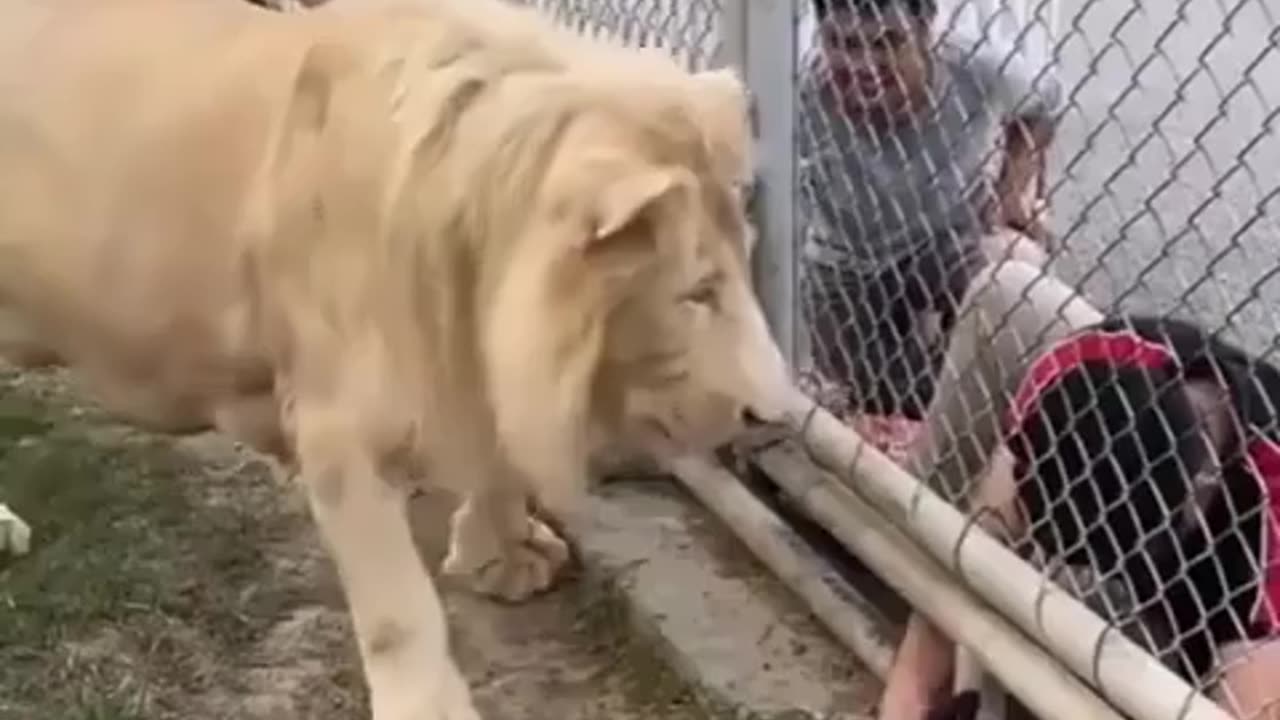 🤯✨ Watch a Lion Teach Respect! | FeedMyCuriosity