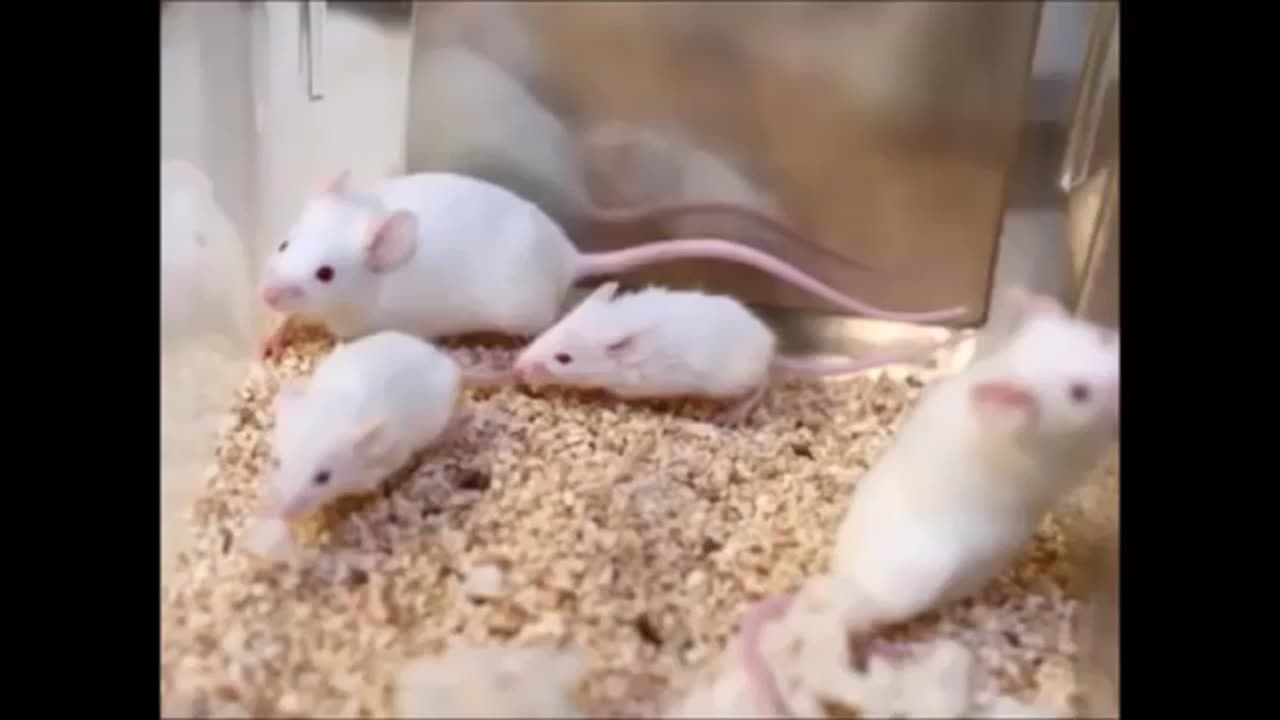 Flat earth clues intro