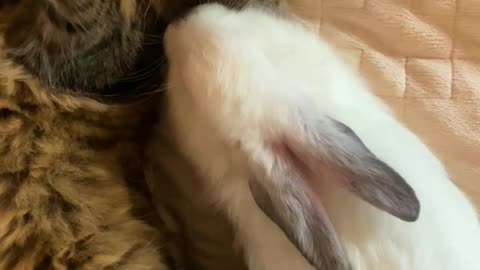 Funny cat and rabbit